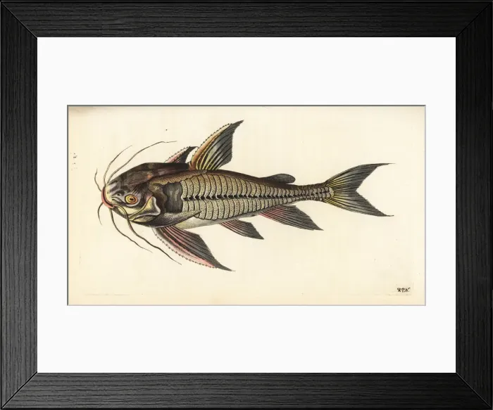 Framed Print : Raphael catfish, Platydoras costatus Framed Print : Raphael catfish, Platydoras costatus