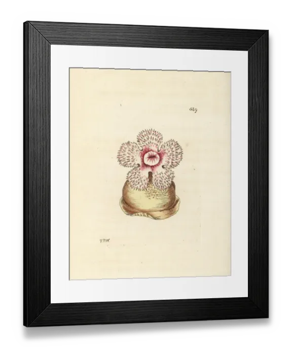 Framed Print : Plumose anemone, Metridium dianthus Framed Print : Plumose anemone, Metridium dianthus
