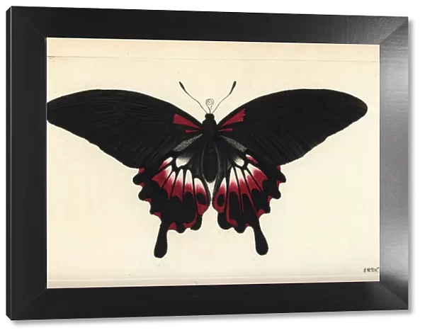 Scarlet mormon butterfly, Papilio deiphobus rumanzovia
