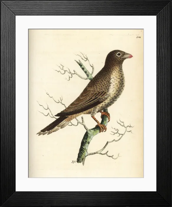 Framed Print : Yellow-billed oxpecker, Buphagus africanus Framed Print : Yellow-billed oxpecker, Buphagus africanus