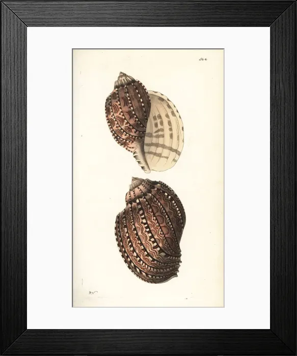 Framed Print : True harp shell, Harpa harpa Framed Print : True harp shell, Harpa harpa