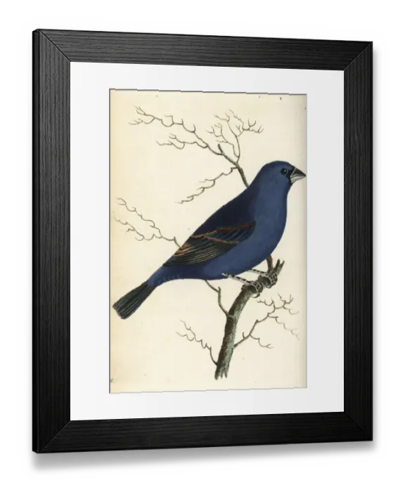 Framed Print : Blue grosbeak, Passerina caerulea Framed Print : Blue grosbeak, Passerina caerulea