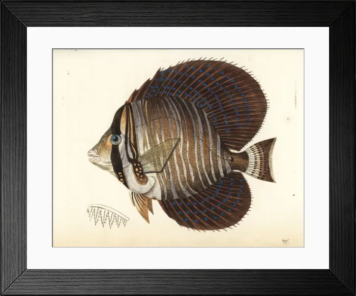 Framed Print : Sailfin surgeonfish or sailfin tang, Zebrasoma velifer Framed Print : Sailfin surgeonfish or sailfin tang, Zebrasoma velifer