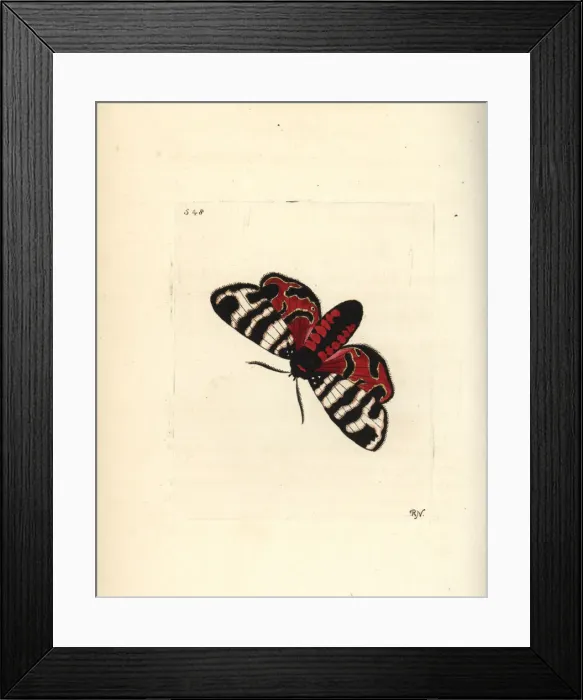 Framed Print : Hebe tiger moth, Eucharia festiva Framed Print : Hebe tiger moth, Eucharia festiva