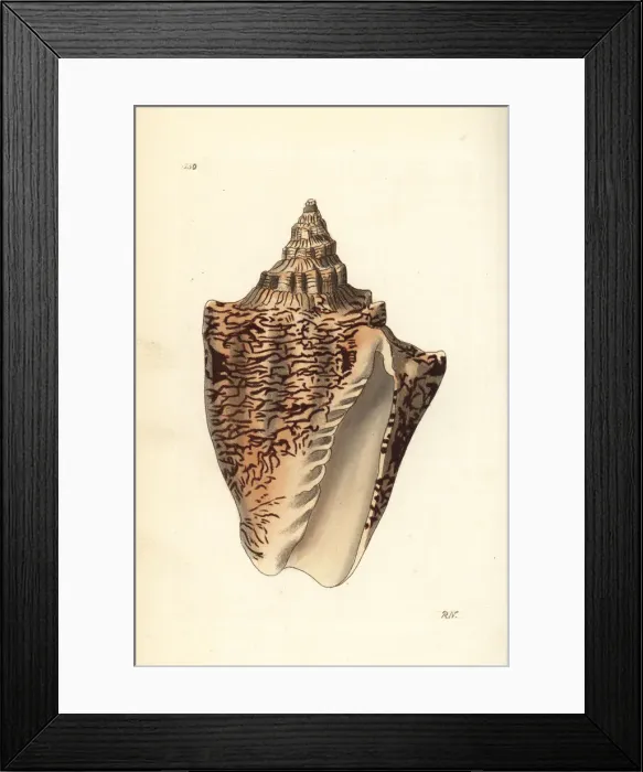 Framed Print : Hebrew volute, Voluta ebraea Framed Print : Hebrew volute, Voluta ebraea