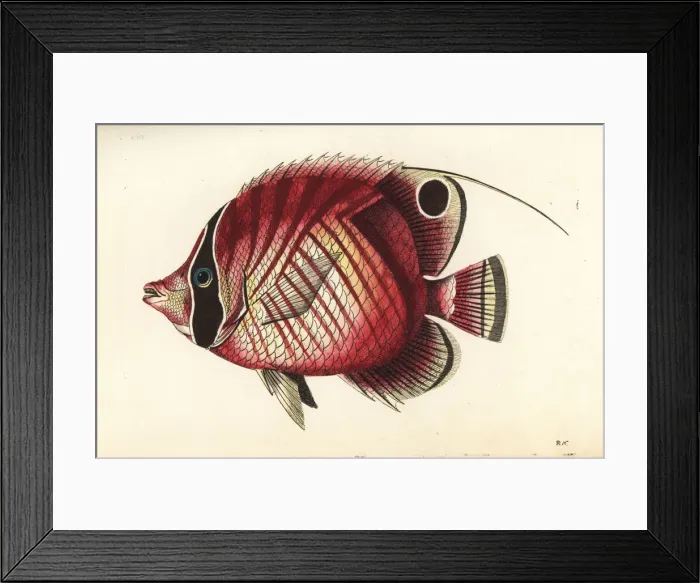Framed Print : Threadfin butterflyfish, Chaetodon auriga Framed Print : Threadfin butterflyfish, Chaetodon auriga