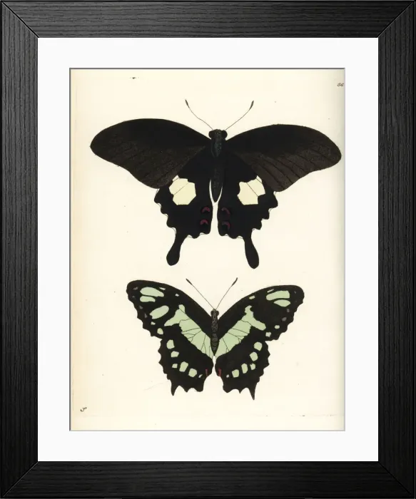 Framed Print : Red helen and malachite butterfly, Papilio Framed Print : Red helen and malachite butterfly, Papilio