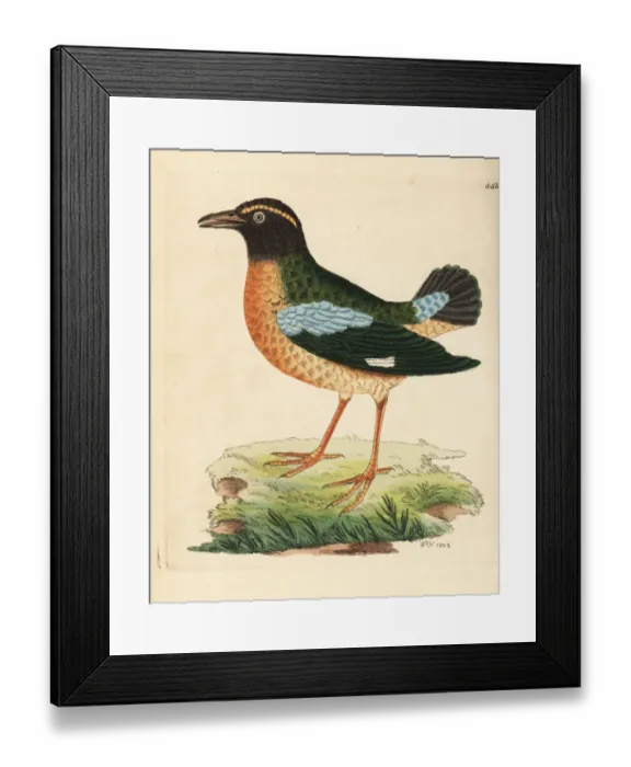 Framed Print : Indian pitta, Pitta brachyura Framed Print : Indian pitta, Pitta brachyura