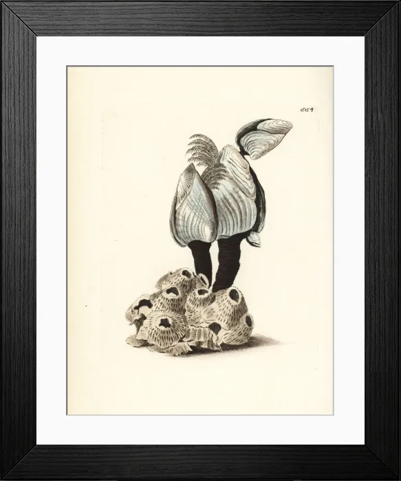 Framed Print : Goose barnacle, Lepas (Anatifa) anserifera Framed Print : Goose barnacle, Lepas (Anatifa) anserifera