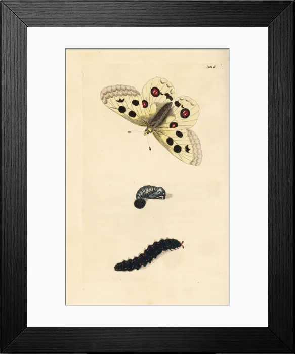 Framed Print : Apollo butterfly, Parnassius apollo. Vulnerable Framed Print : Apollo butterfly, Parnassius apollo. Vulnerable