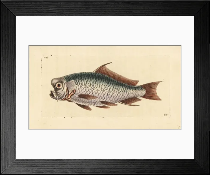 Framed Print : Common carp, Cyprinus carpio carpio. Vulnerable Framed Print : Common carp, Cyprinus carpio carpio. Vulnerable