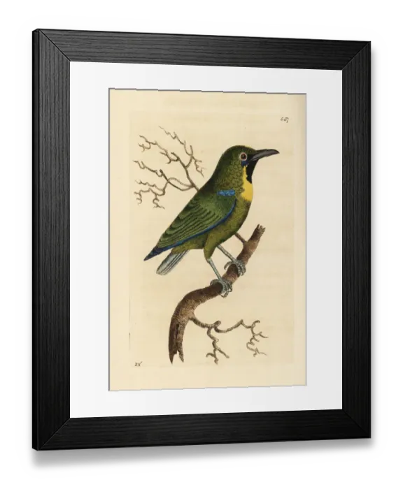 Framed Print : Blue-winged leafbird, Chloropsis cochinchinensis Framed Print : Blue-winged leafbird, Chloropsis cochinchinensis