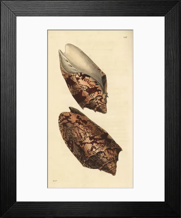 Framed Print : Bat volute shell, Cymbiola vespertilio Framed Print : Bat volute shell, Cymbiola vespertilio