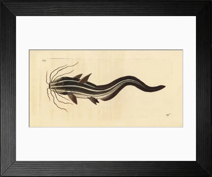 Framed Print : Striped eel catfish, Plotosus lineatus Framed Print : Striped eel catfish, Plotosus lineatus