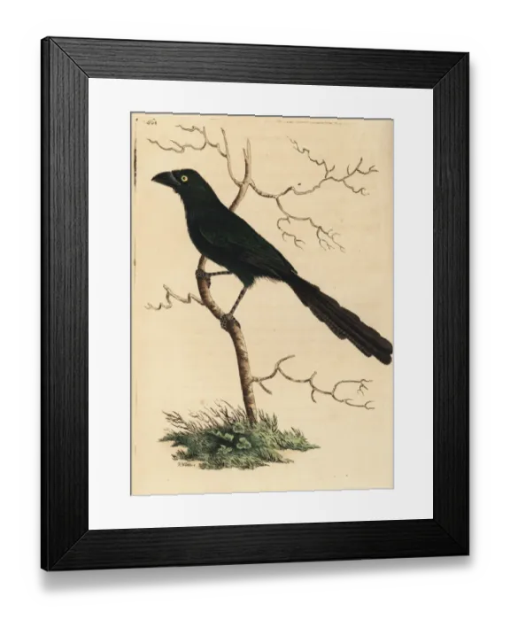 Framed Print : Piapiac, Ptilostomus afer Framed Print : Piapiac, Ptilostomus afer