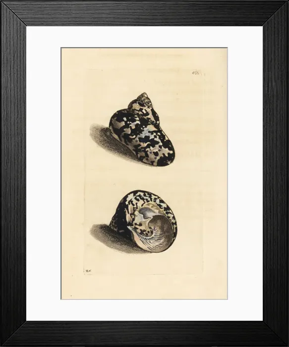 Framed Print : West Indian magpie shell, Cittarium pica Framed Print : West Indian magpie shell, Cittarium pica