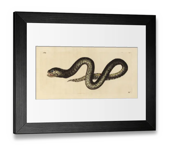 Framed Print : Mottled swamp eel, Synbranchus marmoratus Framed Print : Mottled swamp eel, Synbranchus marmoratus