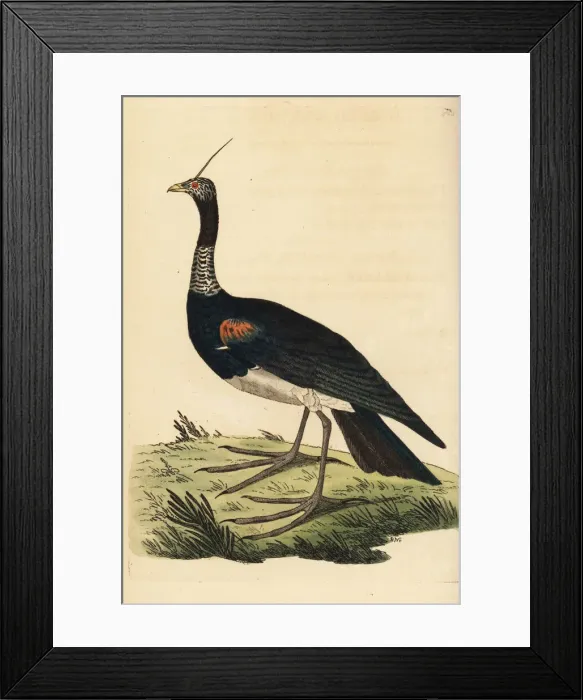 Framed Print : Horned screamer, Anhima cornuta Framed Print : Horned screamer, Anhima cornuta