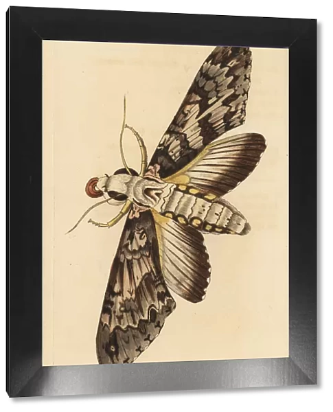 Giant sphinx moth, Cocytius antaeus