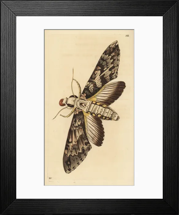 Framed Print : Giant sphinx moth, Cocytius antaeus Framed Print : Giant sphinx moth, Cocytius antaeus