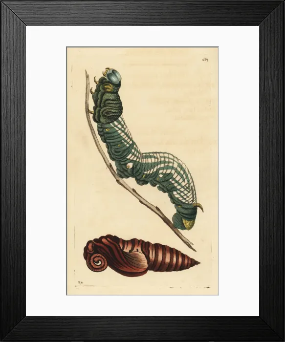 Framed Print : Giant sphinx moth, Cocytius antaeus, caterpillar and pupa Framed Print : Giant sphinx moth, Cocytius antaeus, caterpillar and pupa