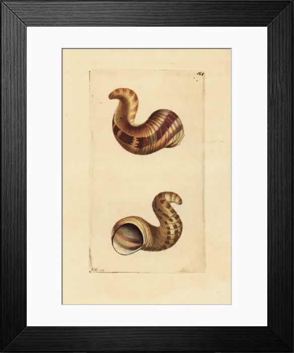 Framed Print : Helicine cornucopia shell, Cornucopia helicina Framed Print : Helicine cornucopia shell, Cornucopia helicina