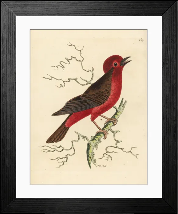 Framed Print : Vermilion flycatcher, Pyrocephalus rubinus Framed Print : Vermilion flycatcher, Pyrocephalus rubinus