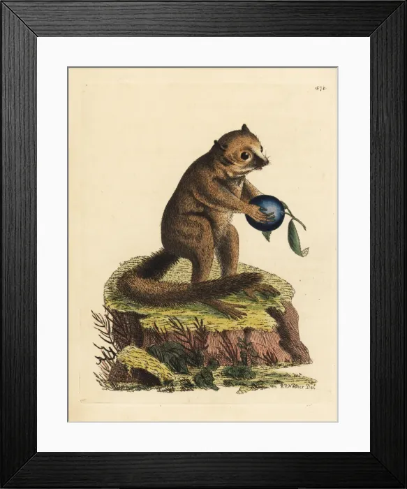 Framed Print : Unknown species of bushbaby or mouse lemur Framed Print : Unknown species of bushbaby or mouse lemur