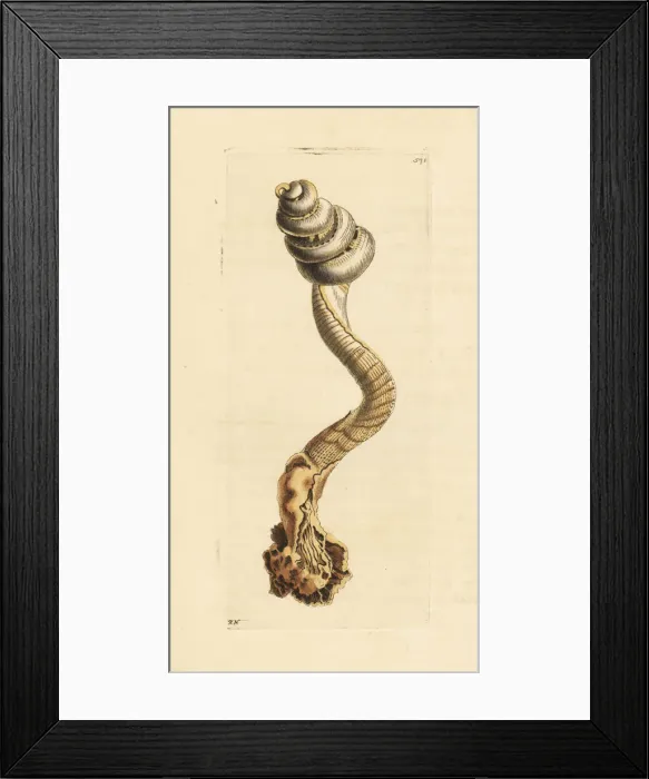 Framed Print : Slit worm shell, Tenagodus anguinus Framed Print : Slit worm shell, Tenagodus anguinus