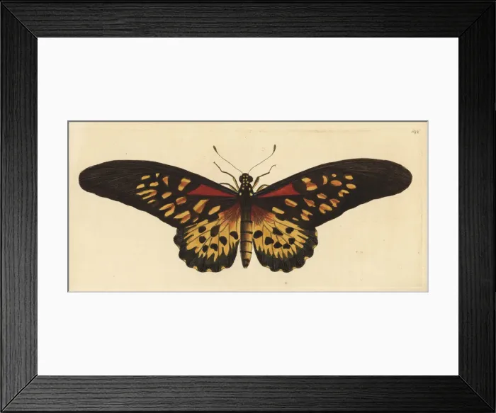 Framed Print : Giant African swallowtail, Papilio antimachus Framed Print : Giant African swallowtail, Papilio antimachus
