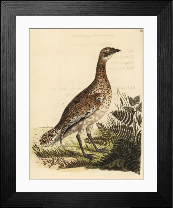 Framed Print : Little bustard, Tetrax tetrax Framed Print : Little bustard, Tetrax tetrax