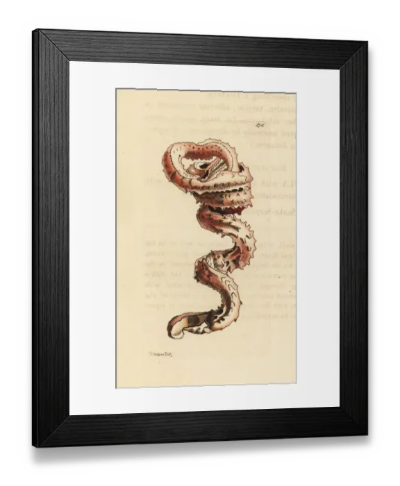 Framed Print : Slit worm shell, Tenagodus anguinus Framed Print : Slit worm shell, Tenagodus anguinus