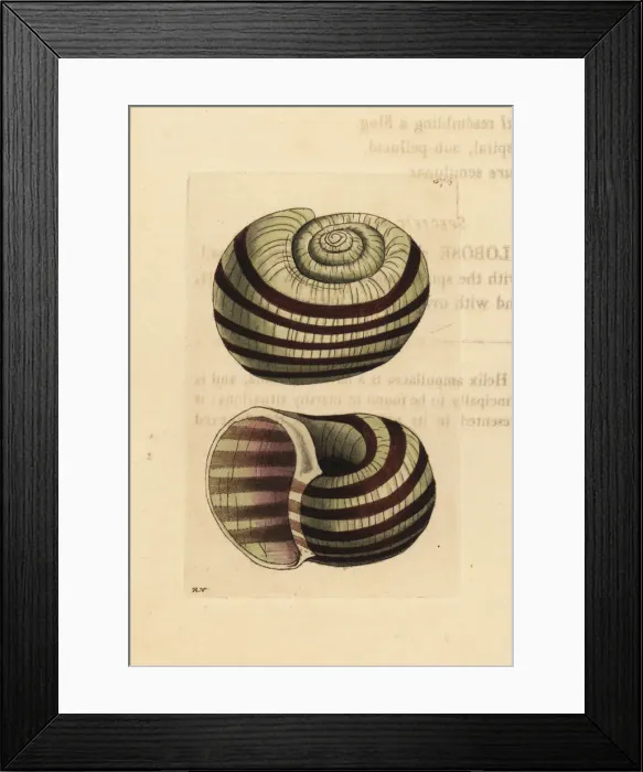 Framed Print : Pila ampullacea Framed Print : Pila ampullacea