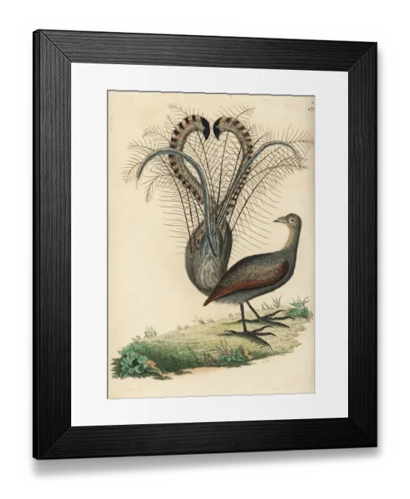 Framed Print : Superb lyrebird, Menura novaehollandiae Framed Print : Superb lyrebird, Menura novaehollandiae