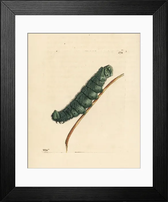 Framed Print : Unknown species of Australasian caterpillar Framed Print : Unknown species of Australasian caterpillar
