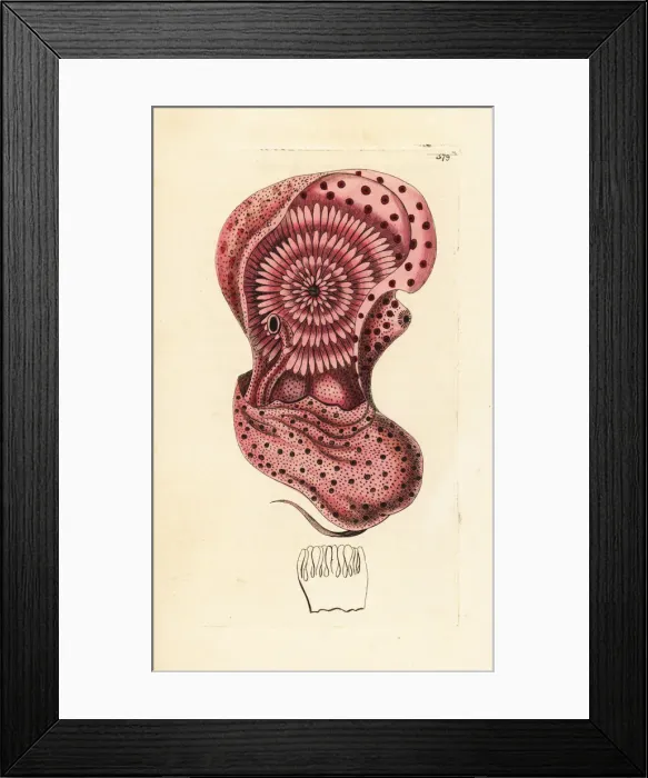 Framed Print : Emperor nautilus cephalopod out of its shell Framed Print : Emperor nautilus cephalopod out of its shell