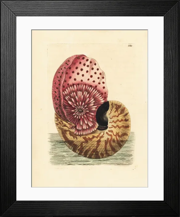 Framed Print : Emperor nautilus cephalopod in its shell Framed Print : Emperor nautilus cephalopod in its shell