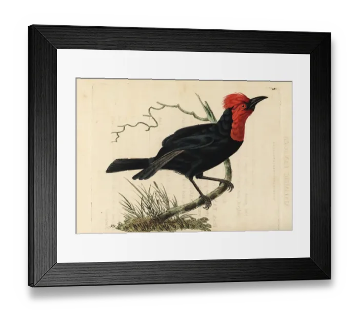 Framed Print : Crested malimbe, Malimbus malimbicus Framed Print : Crested malimbe, Malimbus malimbicus