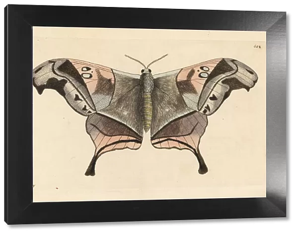 Dysdaemonia boreas moth