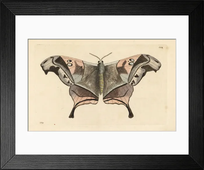 Framed Print : Dysdaemonia boreas moth Framed Print : Dysdaemonia boreas moth