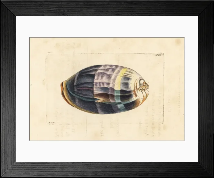 Framed Print : Measled cowrie, Macrocypraea zebra Framed Print : Measled cowrie, Macrocypraea zebra