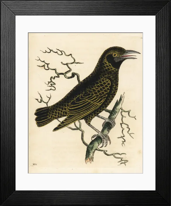 Framed Print : Velvet asity, Philepitta castanea, female Framed Print : Velvet asity, Philepitta castanea, female