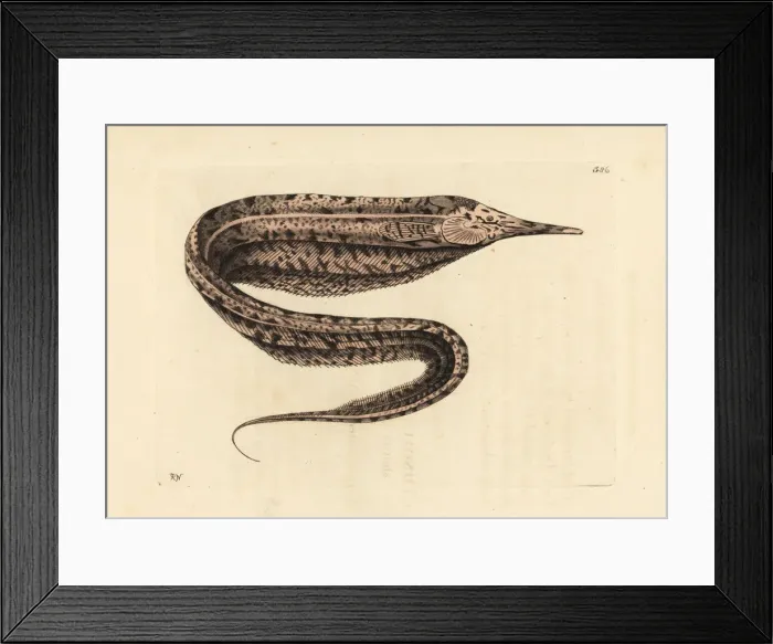 Framed Print : Sand knife fish, Rhamphichthys rostratus Framed Print : Sand knife fish, Rhamphichthys rostratus