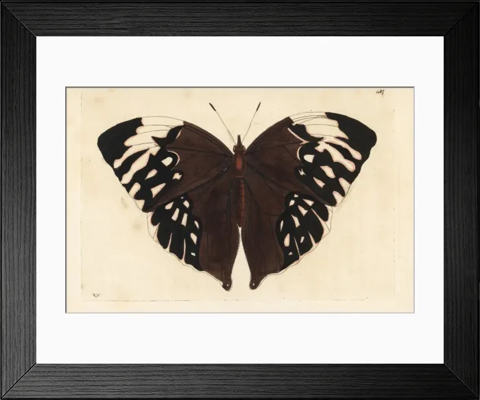 Framed Print : Giant saturn butterfly, Zeuxidia aurelius Framed Print : Giant saturn butterfly, Zeuxidia aurelius