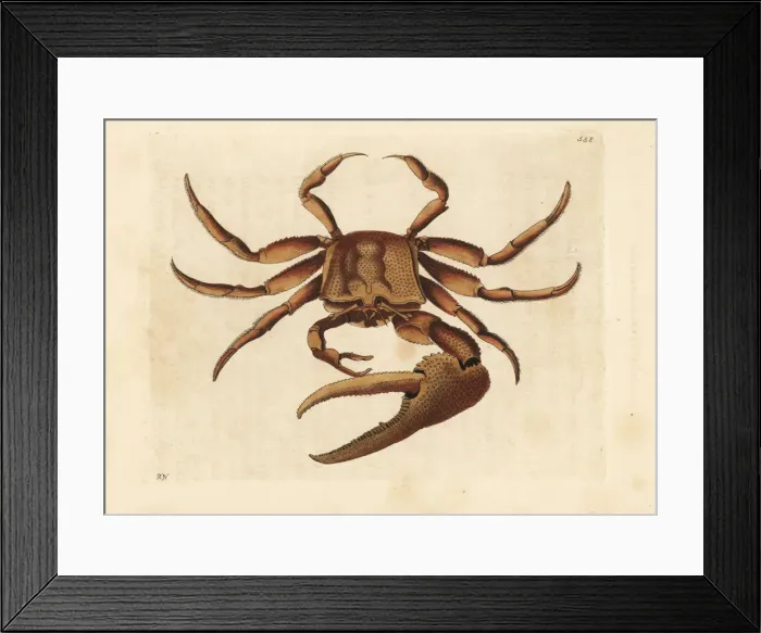 Framed Print : Fiddler crab, Uca tangeri Framed Print : Fiddler crab, Uca tangeri