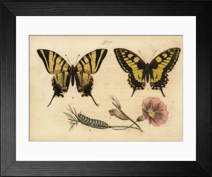 Framed Print : Old World swallowtail and scarce swallowtail Framed Print : Old World swallowtail and scarce swallowtail