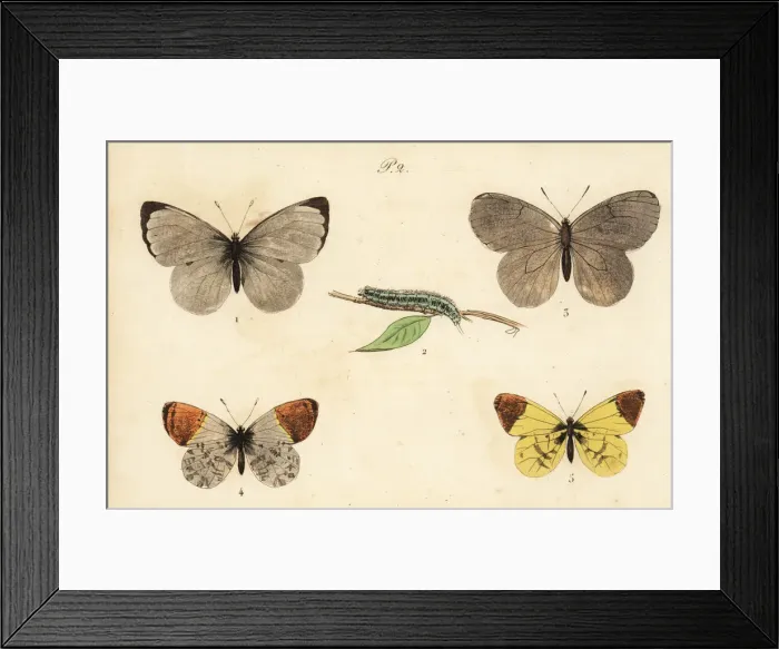 Framed Print : Cabbage white, black-veined white, orange Framed Print : Cabbage white, black-veined white, orange