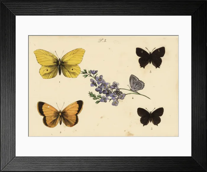 Framed Print : Brimstone, clouded yellow, brown hairstreak Framed Print : Brimstone, clouded yellow, brown hairstreak