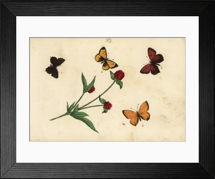 Framed Print : Common blue, Provence hairstreak, purple-edged Framed Print : Common blue, Provence hairstreak, purple-edged