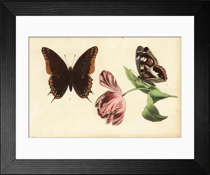 Framed Print : Two-tailed pasha, Charaxes jasius 1 and purple Framed Print : Two-tailed pasha, Charaxes jasius 1 and purple
